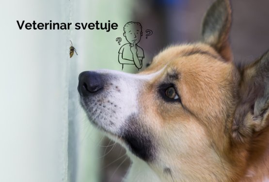 Veterinar svetuje: Kako ukrepati, če psa piči osa?
