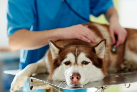 Konec 24-urnih dežurstev veterinarjev? Kaj to pomeni za na&scaron;e pse, mačke in druge živali