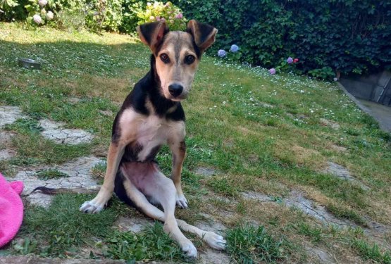 Hope &ndash; mala borka, ki i&scaron;če dom